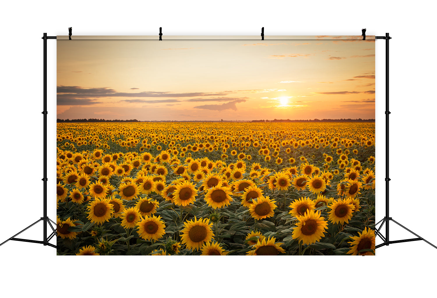 Toile de fond de coucher de soleil avec tournesols d'automne BRP7-118