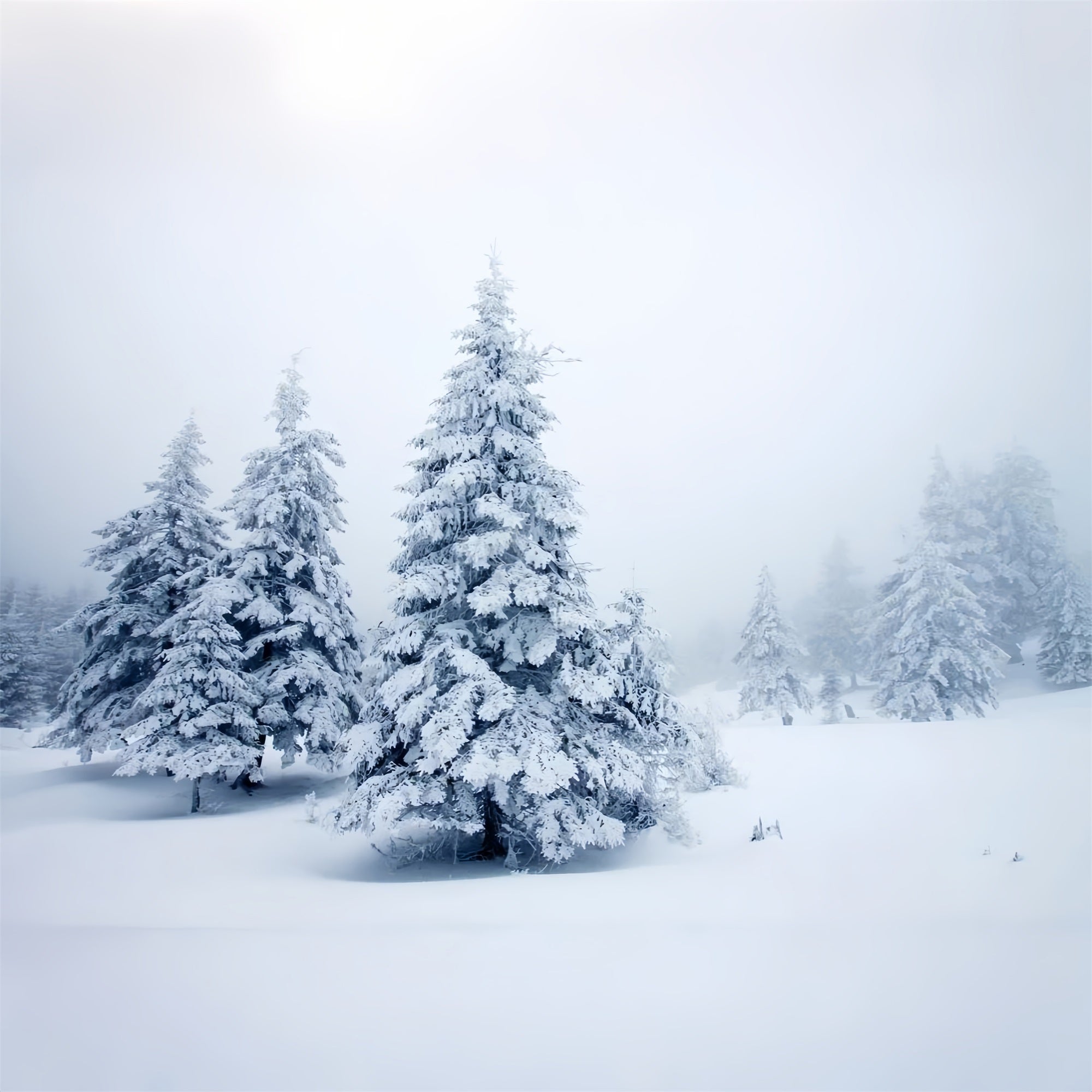 Toile de fond Pins enneigés Paysage calme Hiver BRP9-219