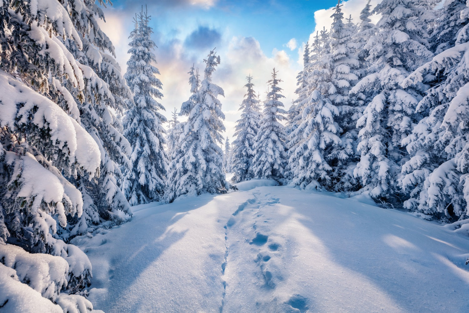 Toile de fond Forêt hivernale Ciel bleu clair Photographie BRP9-228