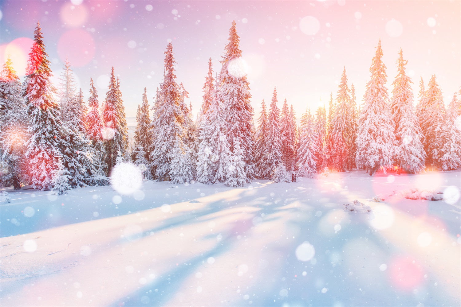 Toile de fond Lumière du matin Forêt de pins enneigée Hiver BRP9-299