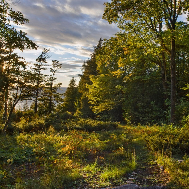 Toile de Fond Nature Sauvage Arbres Coucher de Soleil CJJ2-127