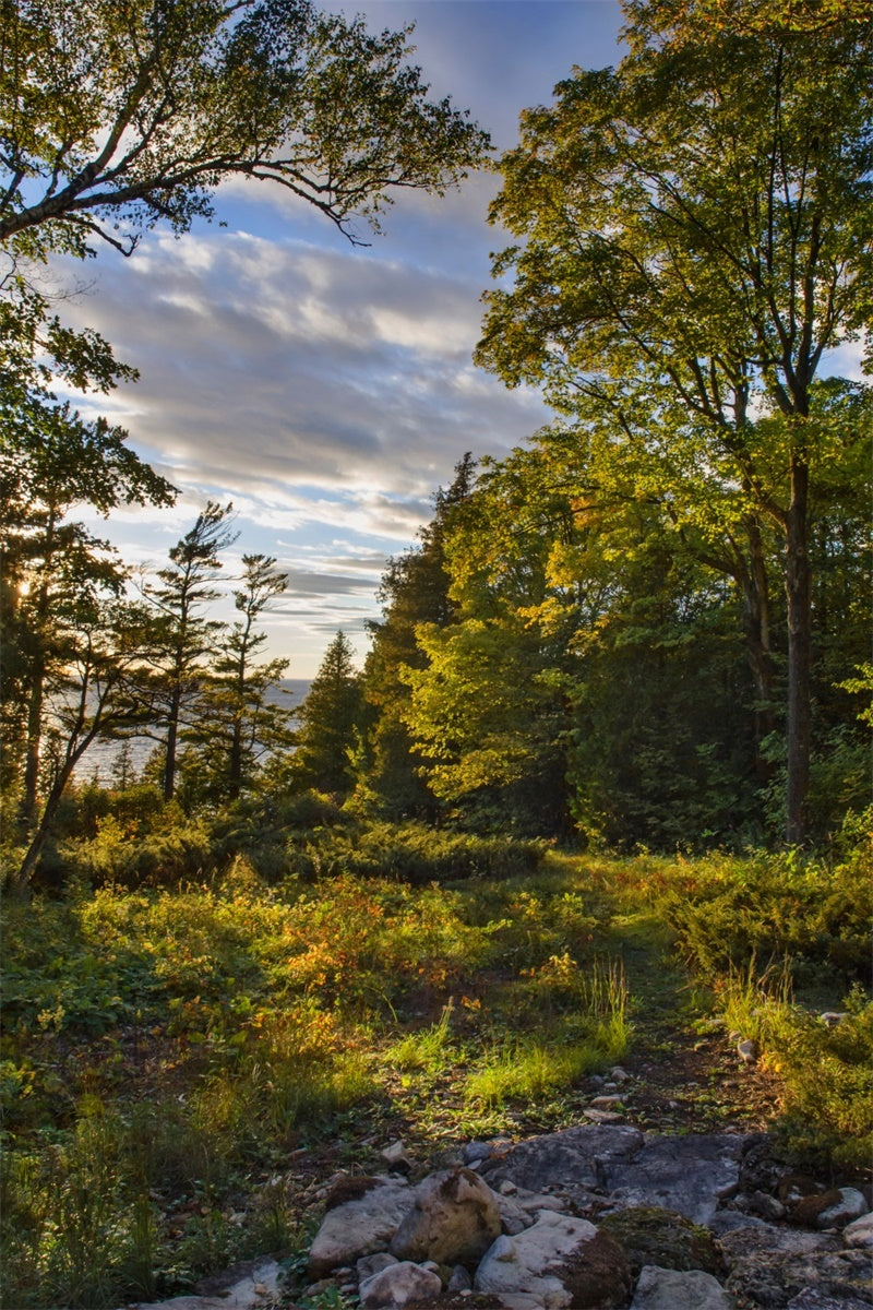 Toile de Fond Nature Sauvage Arbres Coucher de Soleil CJJ2-127