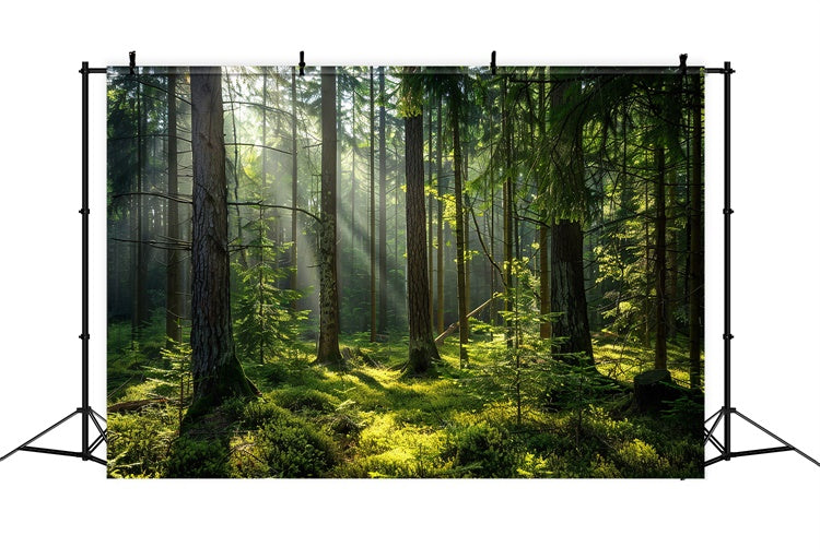 Toile de Fond Bois Photo Forêt Pins Ensoleillés Paisibles CJJ2-37