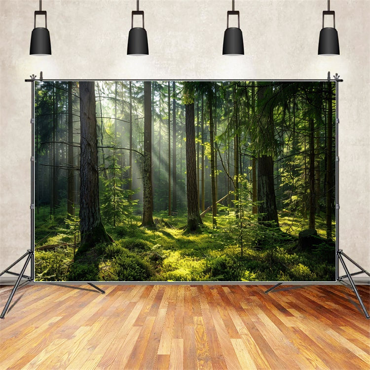 Toile de Fond Bois Photo Forêt Pins Ensoleillés Paisibles CJJ2-37