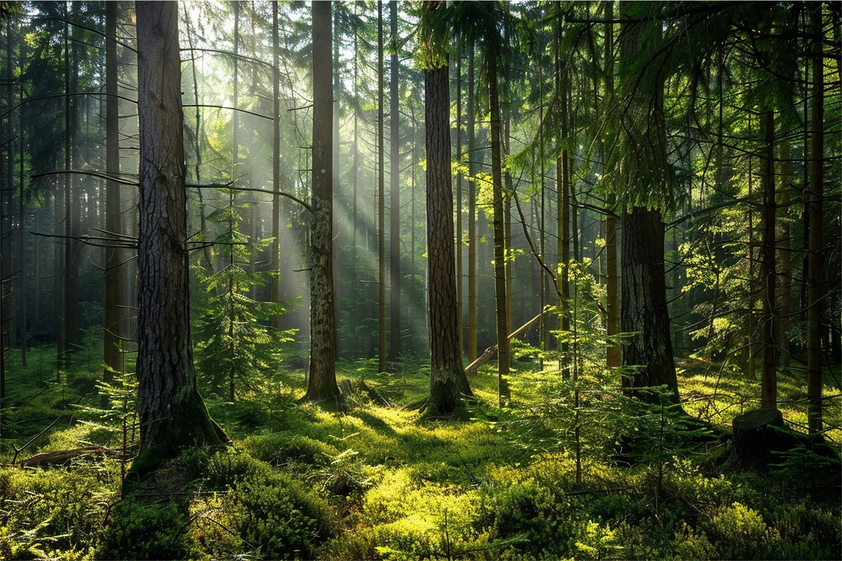 Toile de Fond Bois Photo Forêt Pins Ensoleillés Paisibles CJJ2-37
