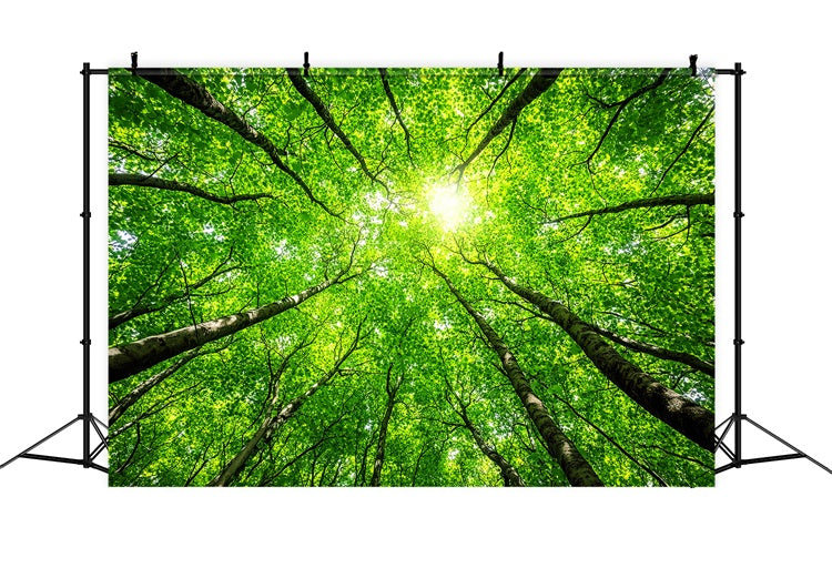Toile de fond Photographie Forêt Cimes Verdoyantes Ciel CSH4-90