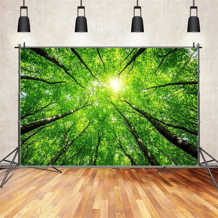 Toile de fond Photographie Forêt Cimes Verdoyantes Ciel CSH4-90