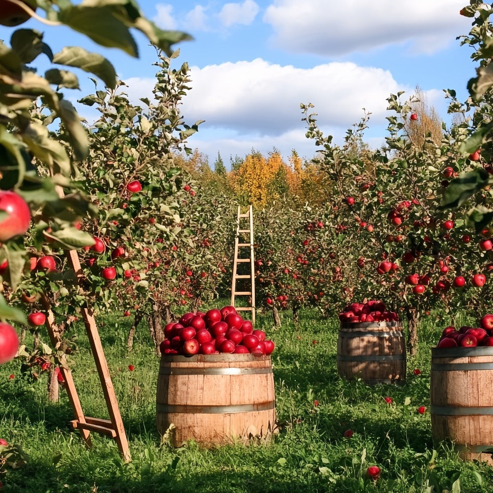 Toile de fond Photo Automne Récolte de Pommes au Verger CSH6-194
