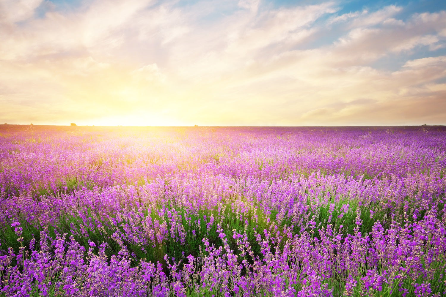 Toile de fond Lavande Éclosion Matinale Florale Photographie GQ4-21