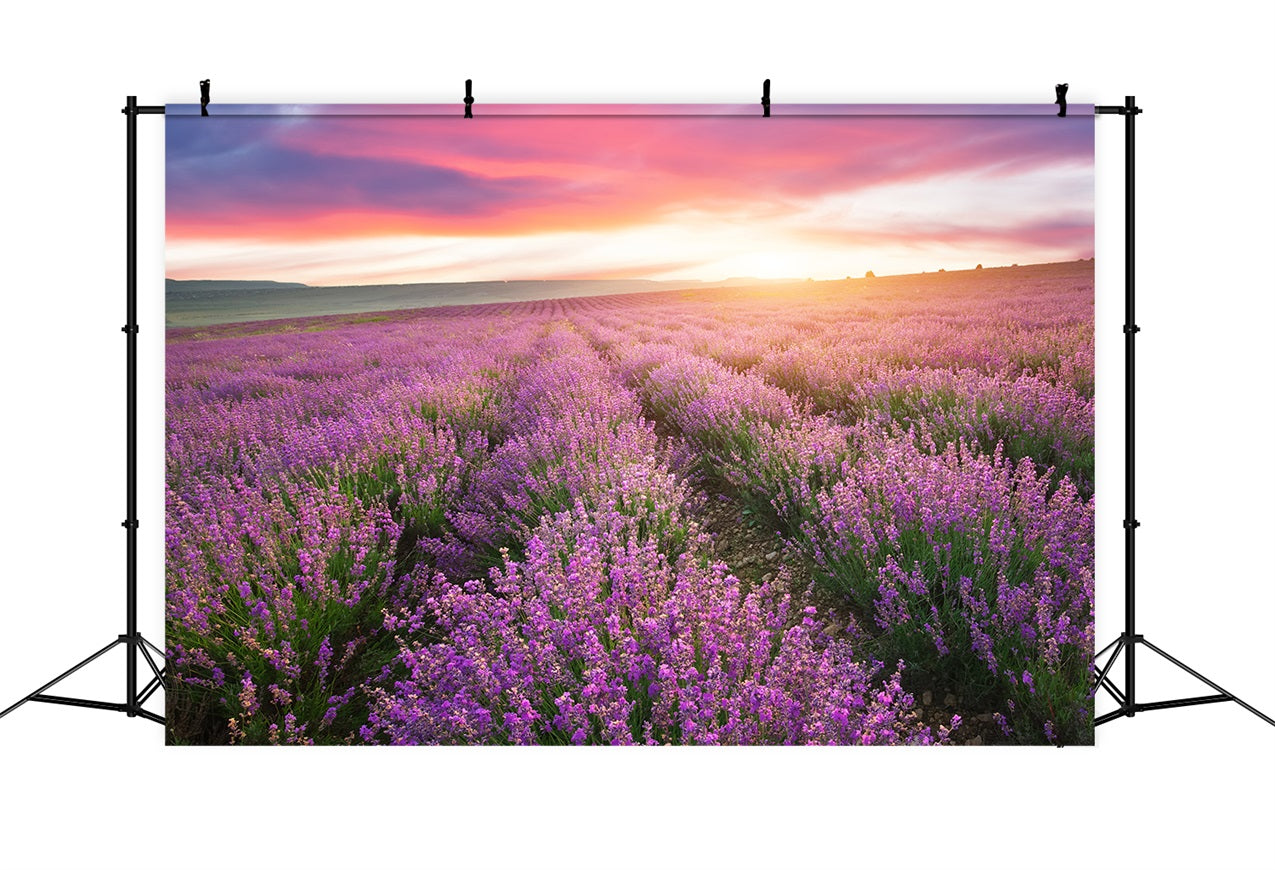 Toile de fond Violette Photographie Coucher Soleil Rangées Lavande GQ4-22