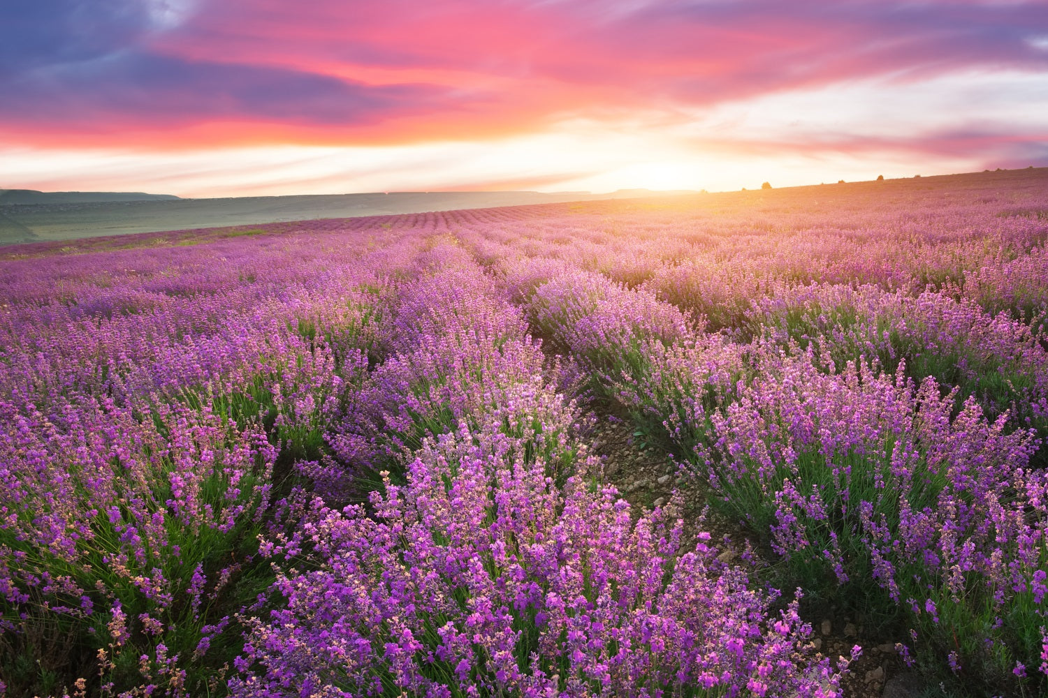 Toile de fond Violette Photographie Coucher Soleil Rangées Lavande GQ4-22