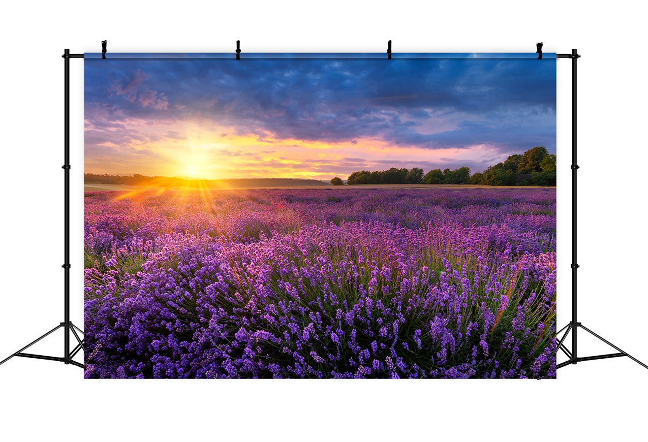 Toile de fond Lavande Crépuscule Prairie Violette GQ4-24