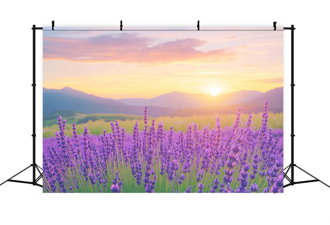 Toile de fond Fleurs Violettes Champ Lavande Coucher Soleil Photographie GQ4-27