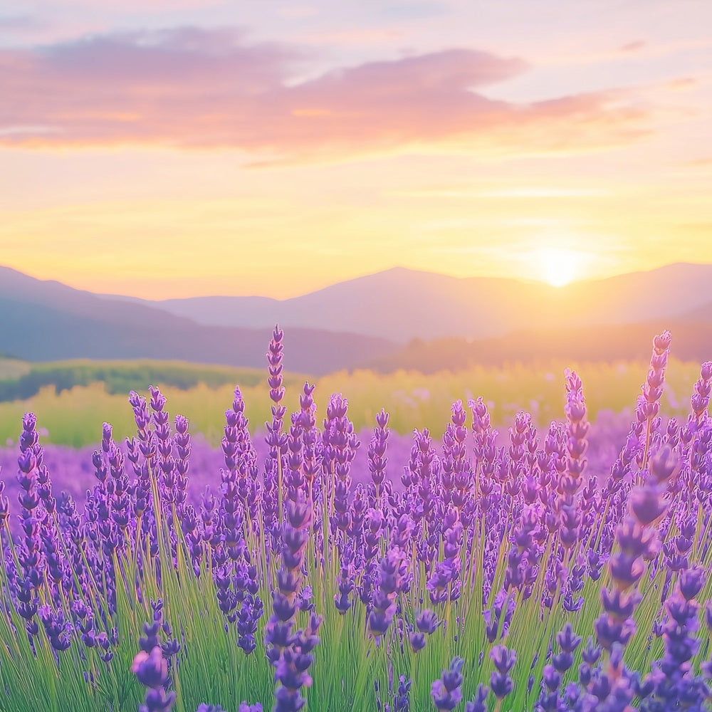 Toile de fond Fleurs Violettes Champ Lavande Coucher Soleil Photographie GQ4-27