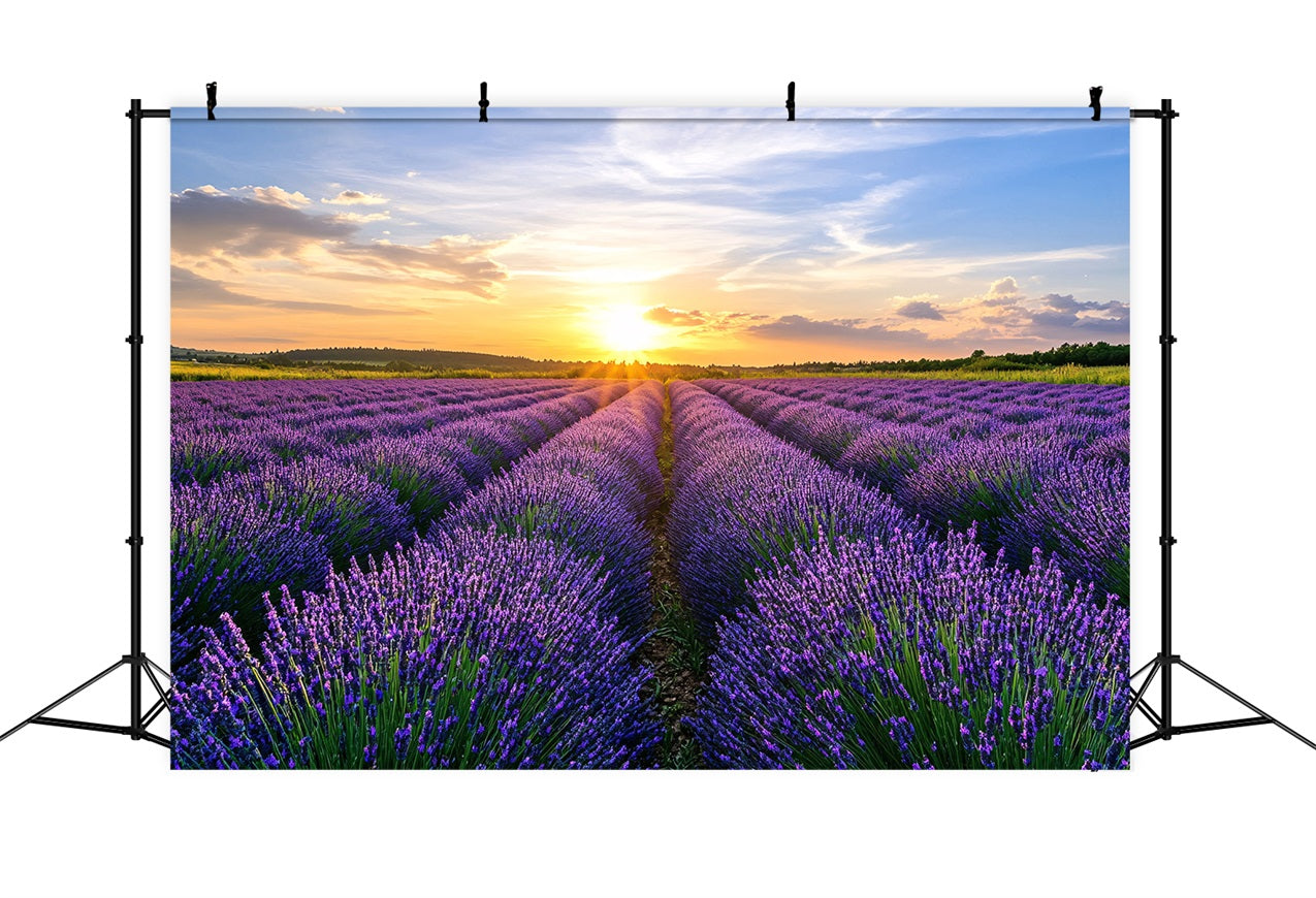 Toile de fond Fleurs Violettes Champ Lavande Horizon Photographie GQ4-29