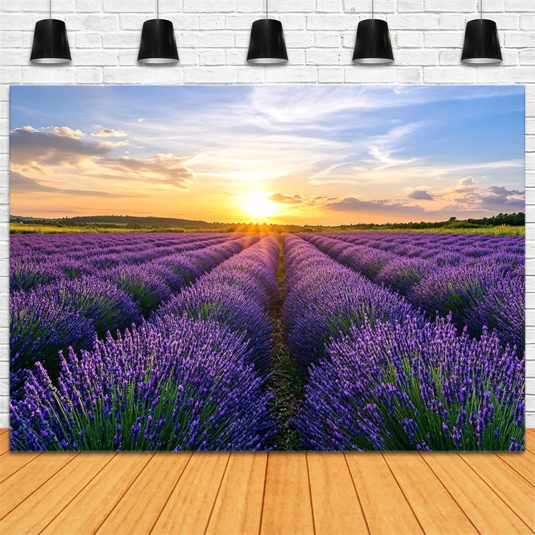 Toile de fond Fleurs Violettes Champ Lavande Horizon Photographie GQ4-29
