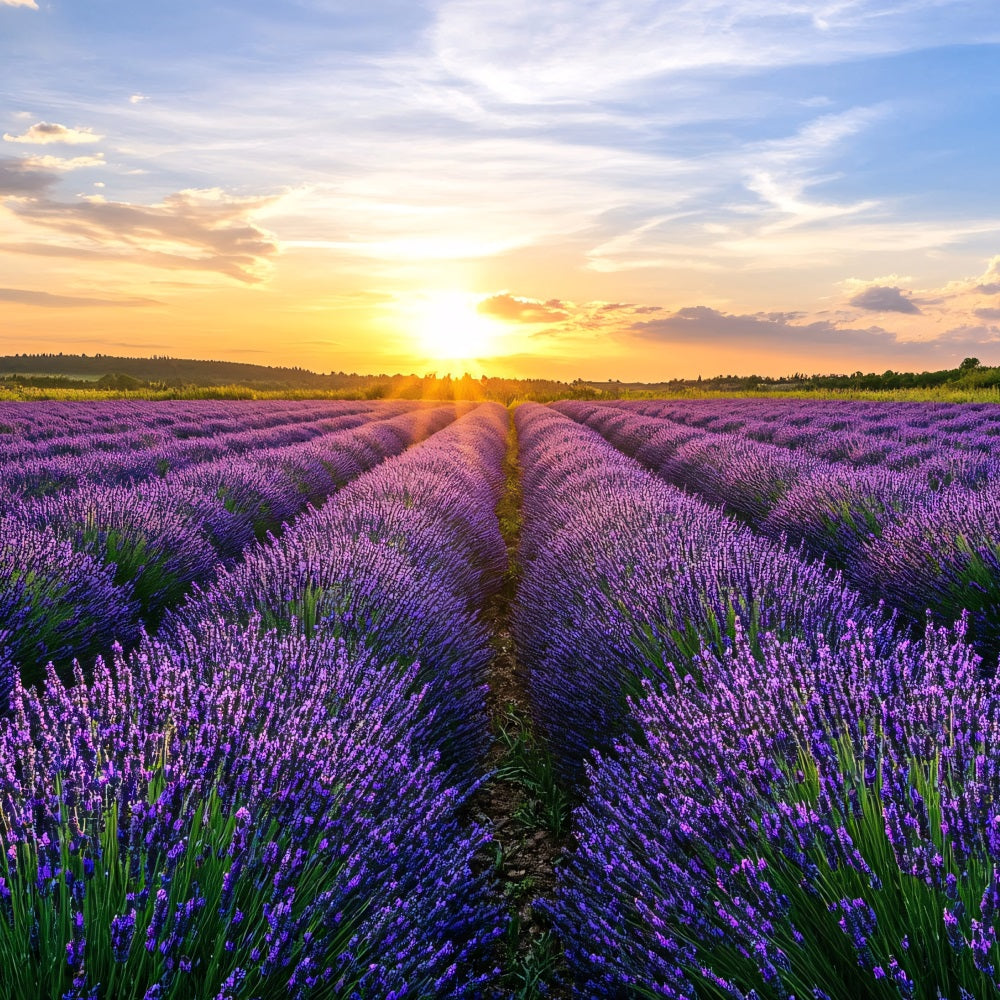 Toile de fond Fleurs Violettes Champ Lavande Horizon Photographie GQ4-29