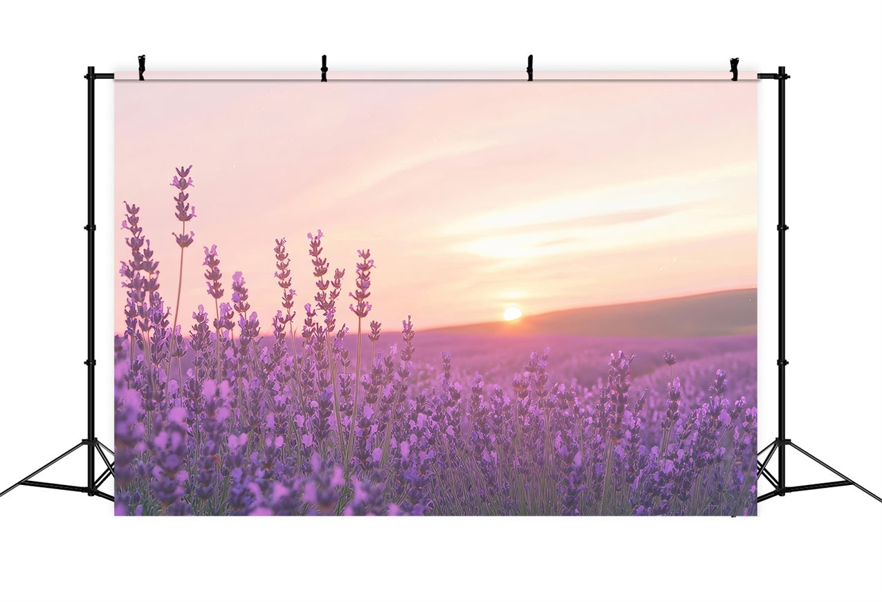 Toile de fond Lavande Coucher Soleil Champ Floral Photographie GQ4-32