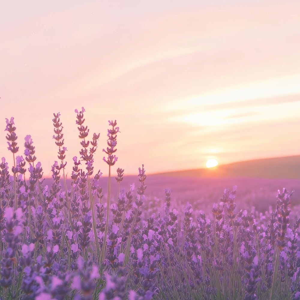 Toile de fond Lavande Coucher Soleil Champ Floral Photographie GQ4-32