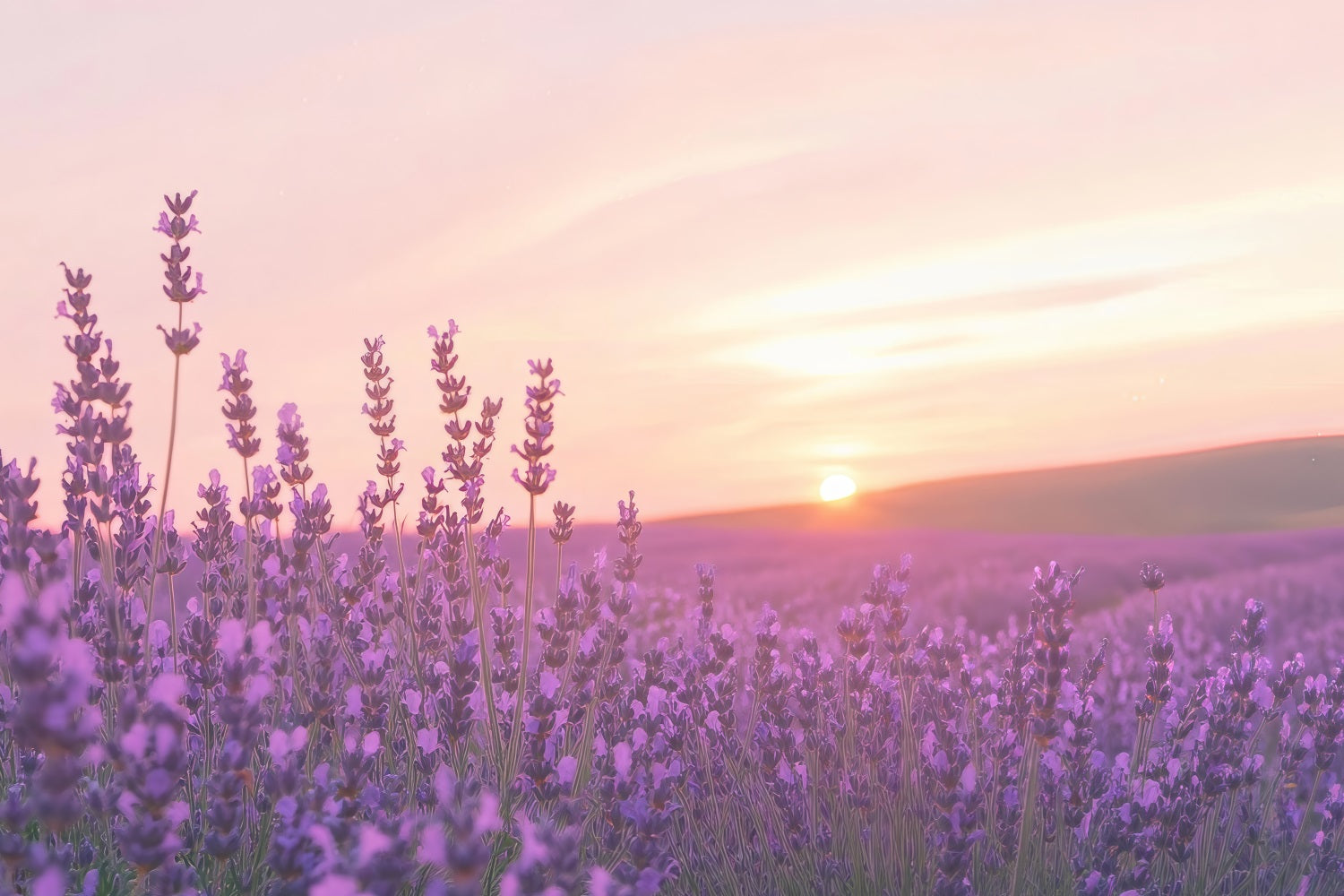 Toile de fond Lavande Coucher Soleil Champ Floral Photographie GQ4-32
