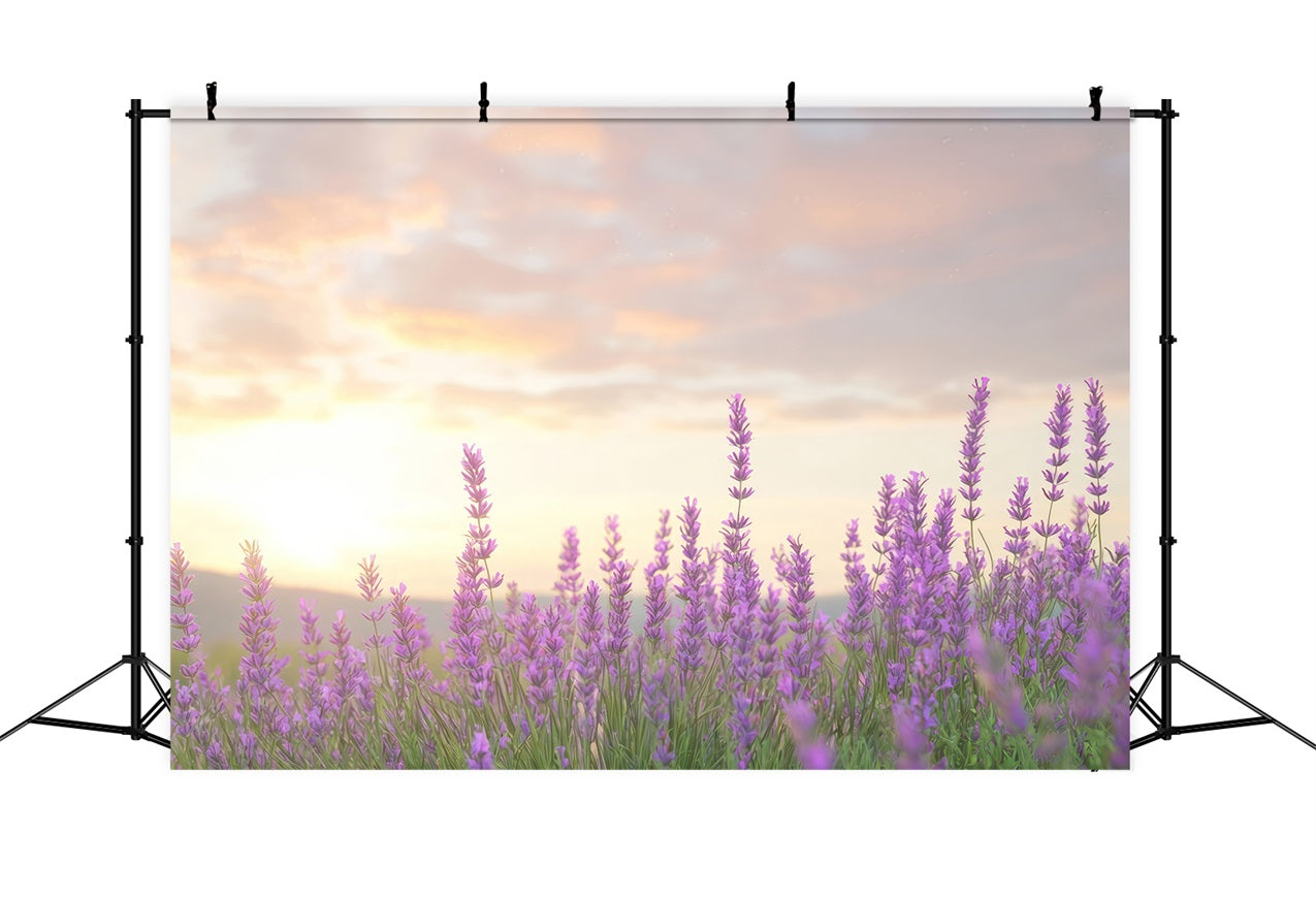 Toile de fond Lavande Lueur Chaleureuse Fleurs Violettes GQ4-33