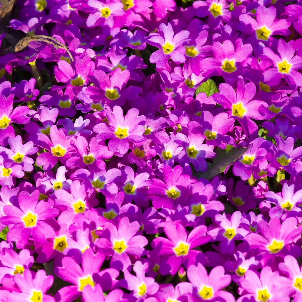 Toile de fond Florale Violette Épanouissement de Fleurs Sauvages Vibrantes GTY3-30