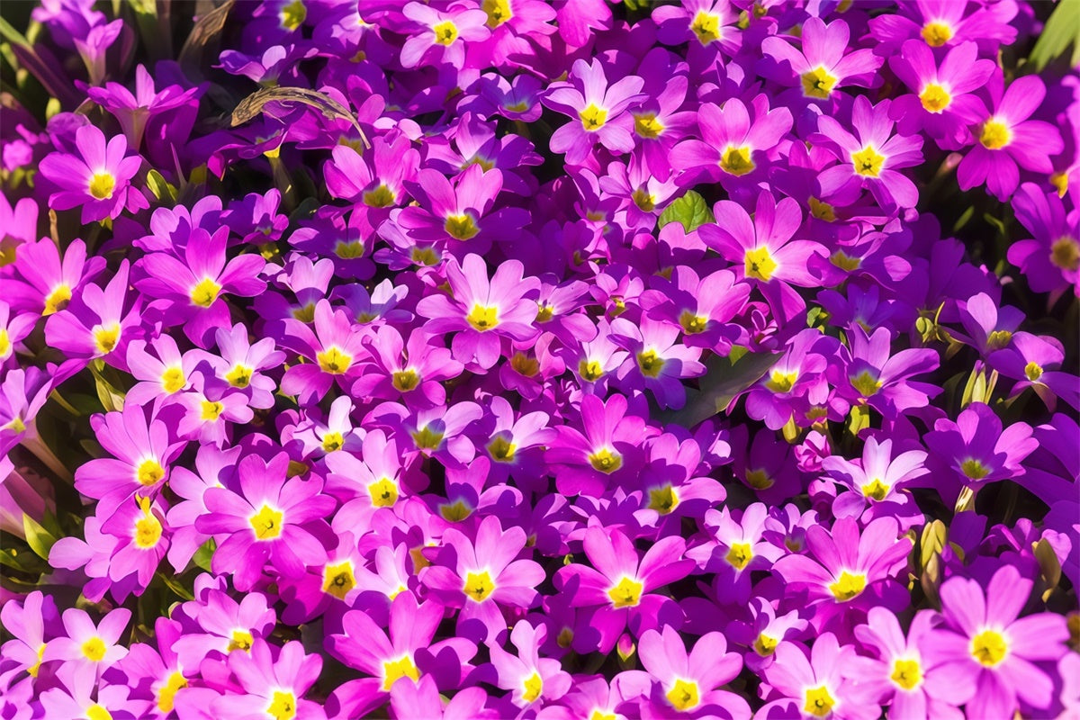 Toile de fond Florale Violette Épanouissement de Fleurs Sauvages Vibrantes GTY3-30