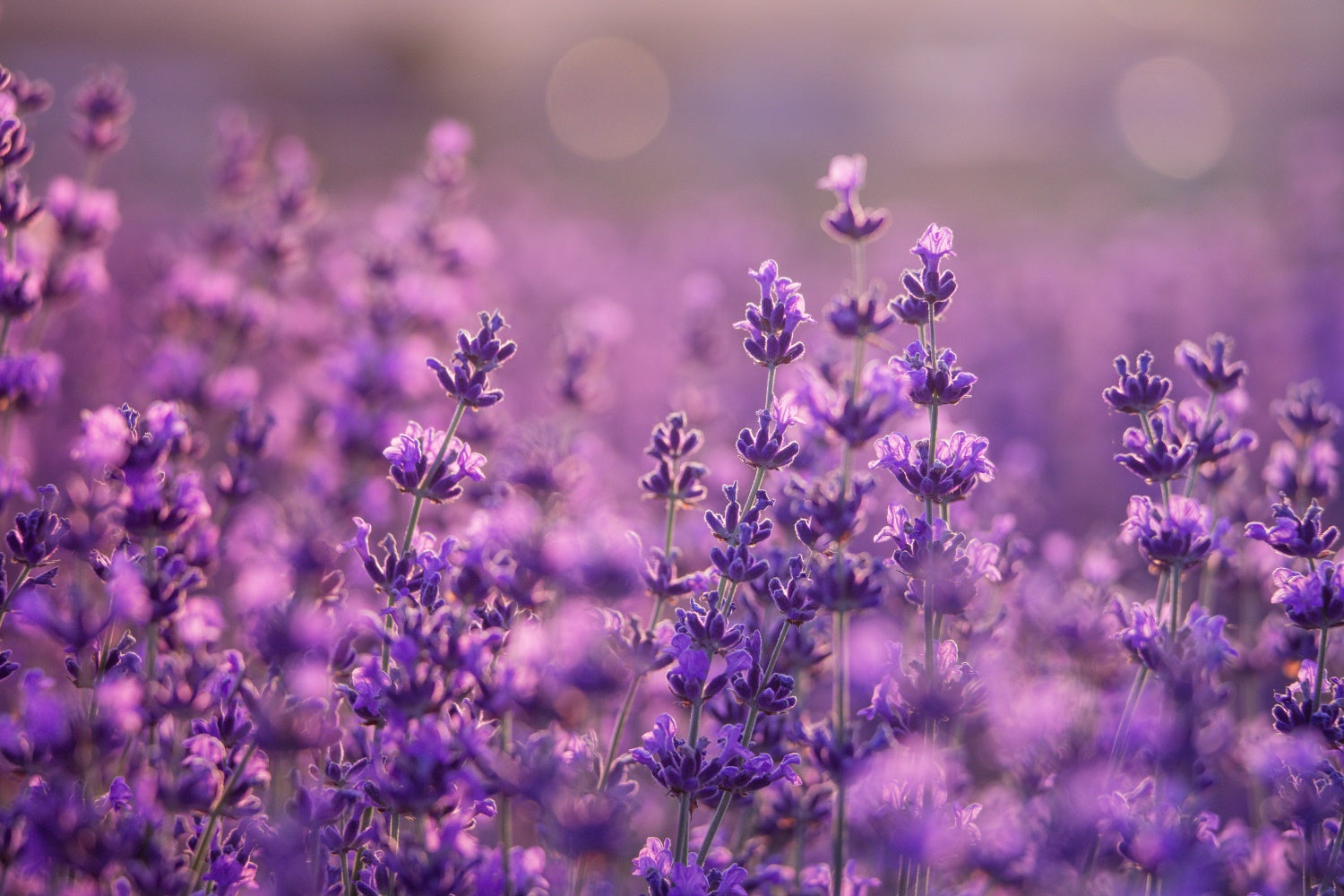 Toile de fond Fleurs Violettes Doux Pré de Violettes GTY3-32