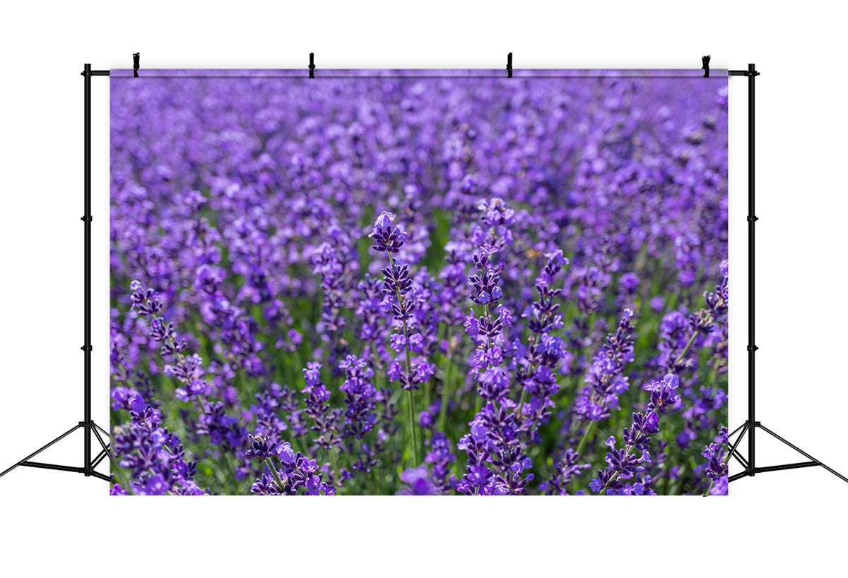 Toile de fond Photographie Florale Étendue Enchantée de Lavande GTY3-33
