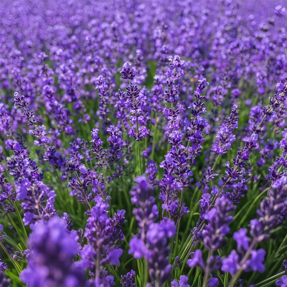 Toile de fond Photographie Florale Étendue Enchantée de Lavande GTY3-33