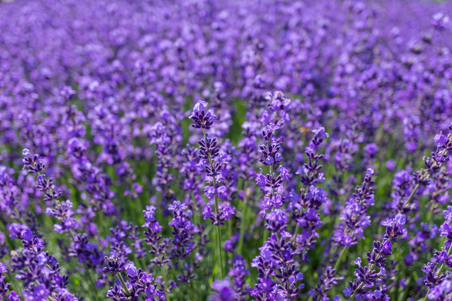 Toile de fond Photographie Florale Étendue Enchantée de Lavande GTY3-33