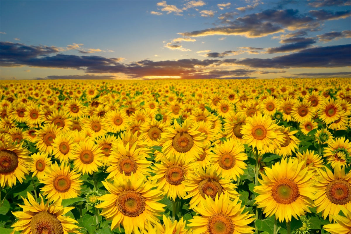 Toile de fond Été Champ de Tournesols Dorés Coucher de Soleil GTY3-381