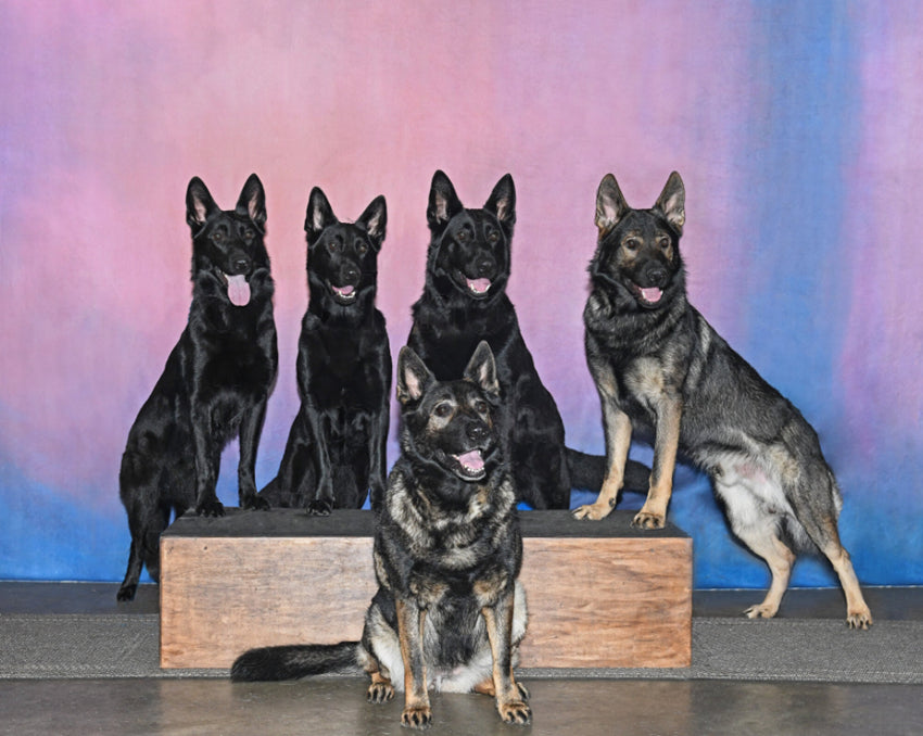 Toile de Fond de Studio de Photographie Texture Abstraite HF-0021