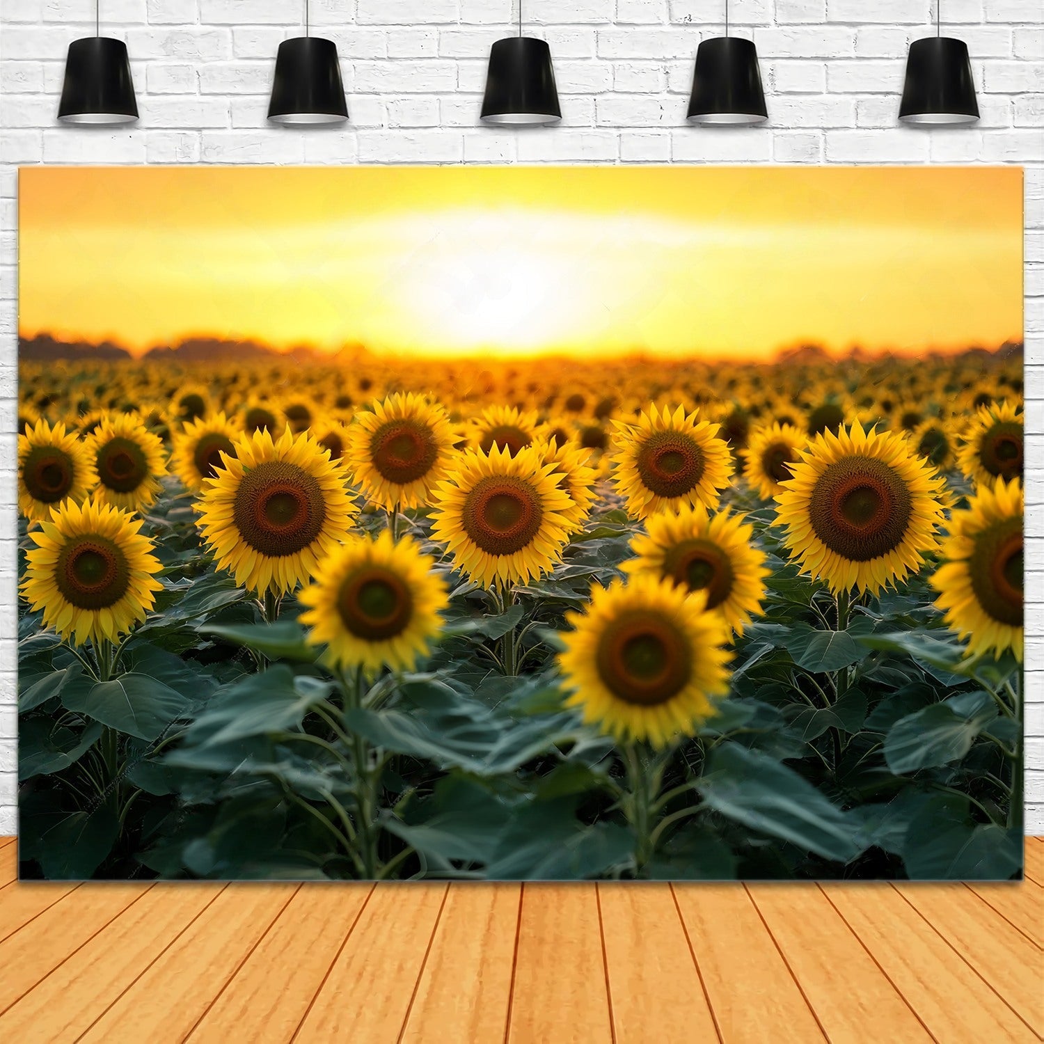 Fond Photo Automne Champ Floraison Tournesol Doré LXX58-162