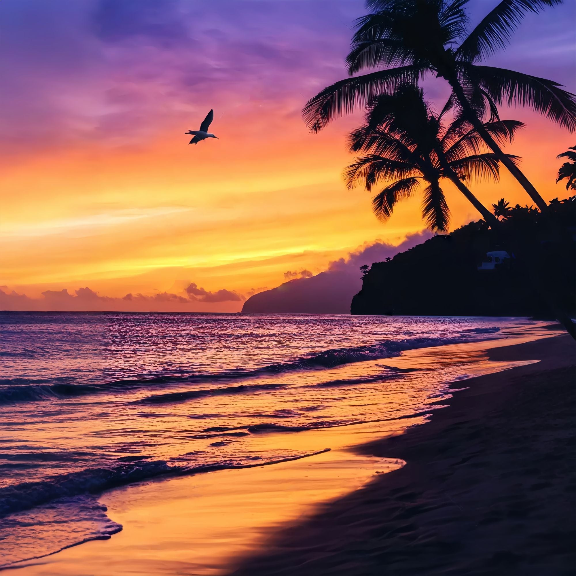 Fond Photo Automne Silhouette Palmier Coucher Soleil Tropical LXX58-163