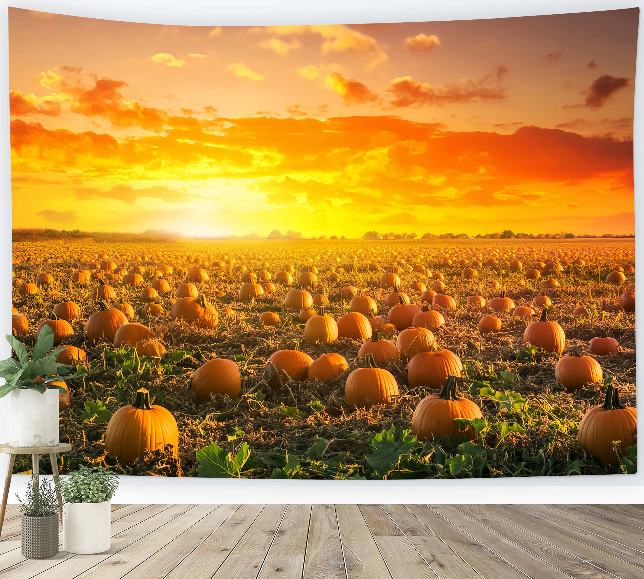 Fond Photo Automne Champ Citrouilles Coucher Soleil Doré LXX58-166