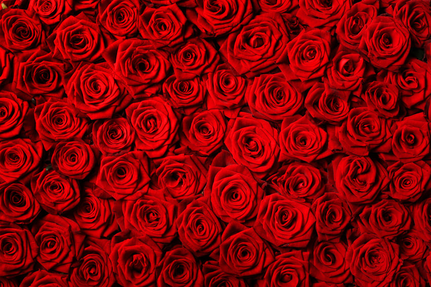Fleur Roses Rouges Toile de Fond pour la Photographie M-60