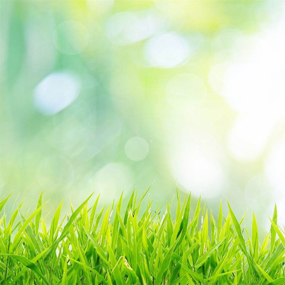 Début Printemps Herbe naissante Ensoleillé Bokeh Toile de fond M1-60