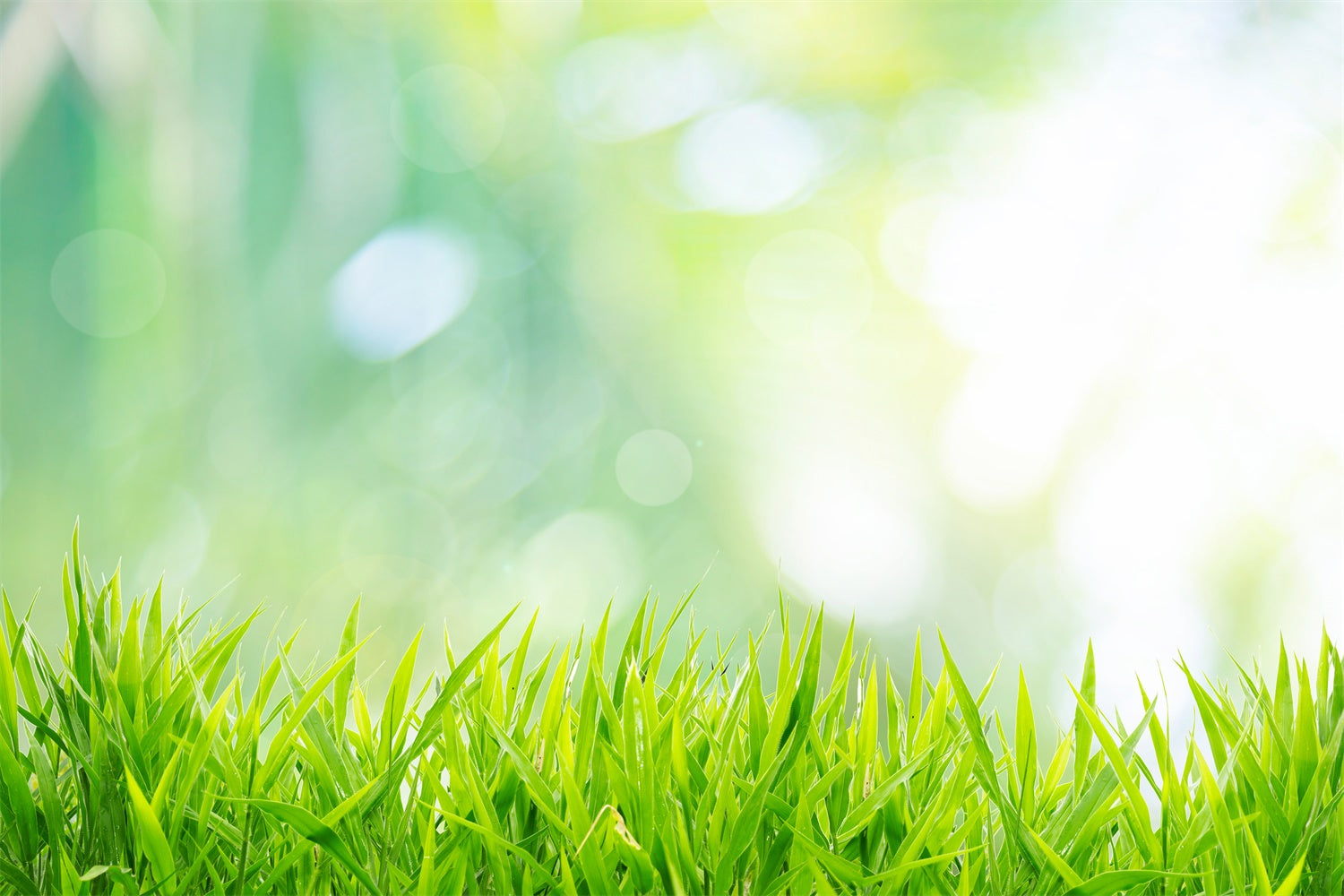 Début Printemps Herbe naissante Ensoleillé Bokeh Toile de fond M1-60