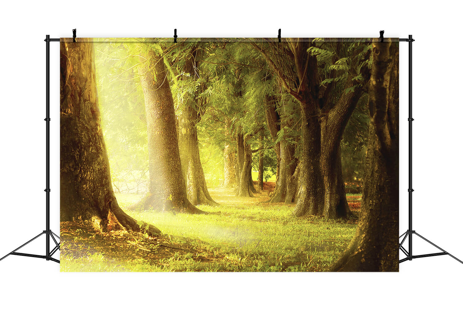 Lumière crépusculaire chaude Forêt ancienne Toile de fond M1-77