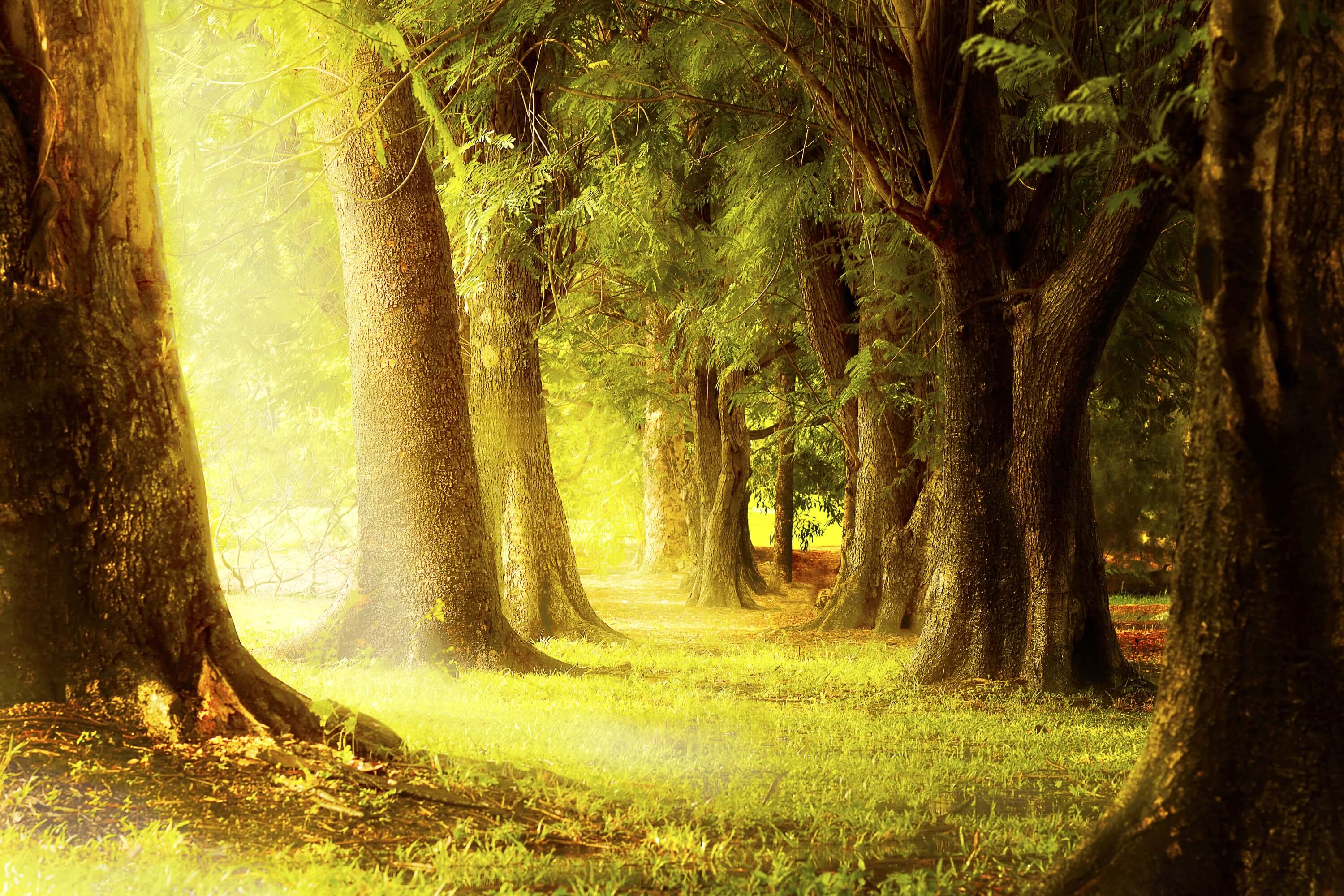 Lumière crépusculaire chaude Forêt ancienne Toile de fond M1-77