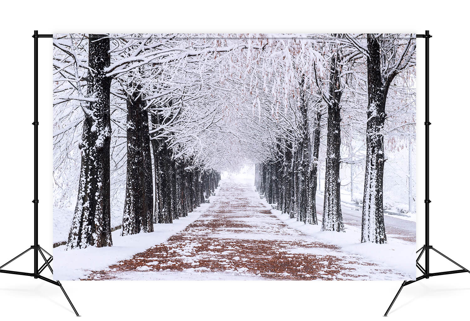 Hiver Arbres enneigés Chemin de randonnée Toile de fond M10-08