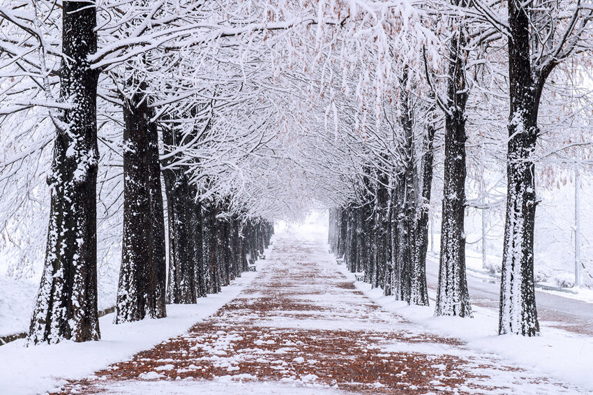 Hiver Arbres enneigés Chemin de randonnée Toile de fond M10-08