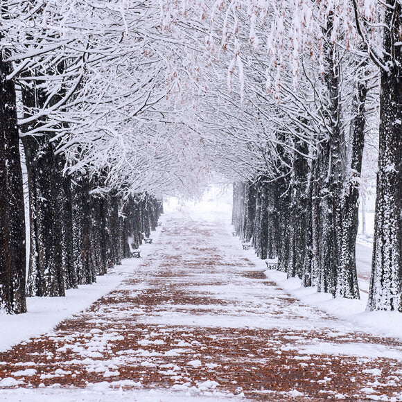 Hiver Arbres enneigés Chemin de randonnée Toile de fond M10-08
