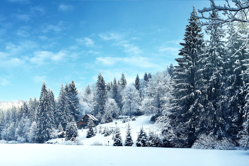 Hiver Pin Forêt Neige Paysage Toile de fond M10-66