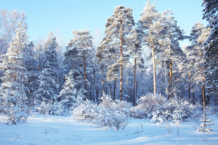 Hiver Forêt de Pins Neige Paysage Toile de fond M10-73