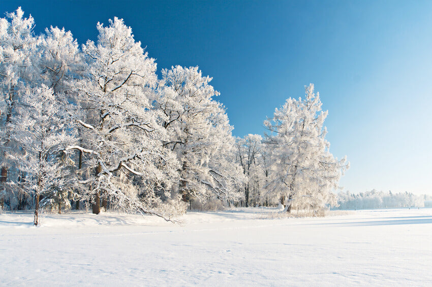 Neige Couverte Hiver Forêt Toile de fond Photographie M10-74