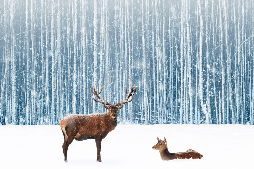 Neige Hiver Forêt Cerf Toile de fond Photographique M11-11
