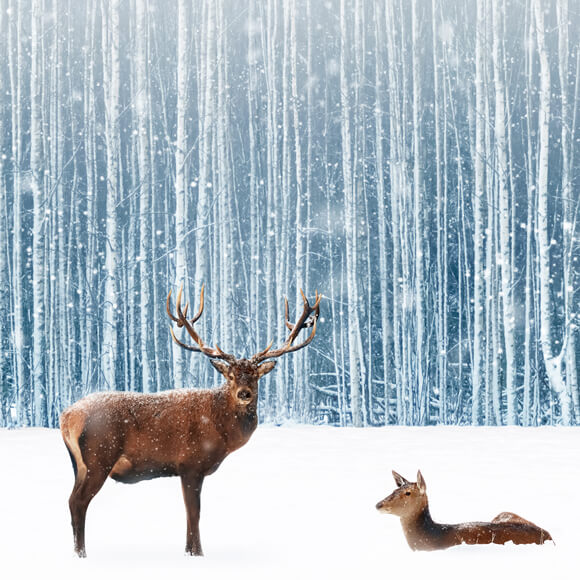 Neige Hiver Forêt Cerf Toile de fond Photographique M11-11