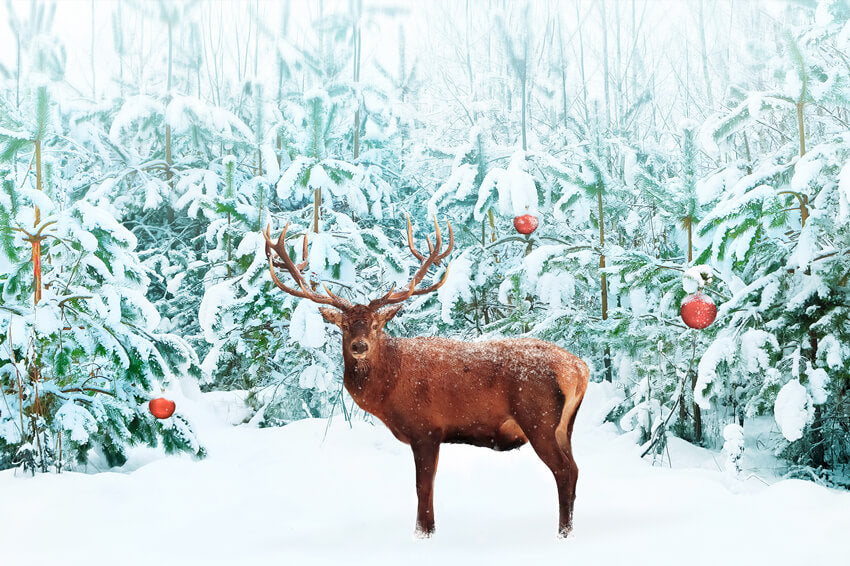 Noble Cerf Rouge Hiver Neige Forêt Toile de fond M11-14